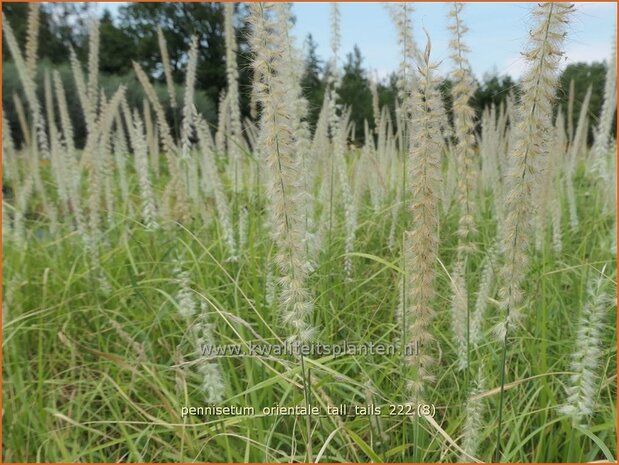 Pennisetum orientale 'Tall Tails' | Lampenpoetsersgras, Borstelveergras | Orientalisches Lampenputzergras | Oriental 