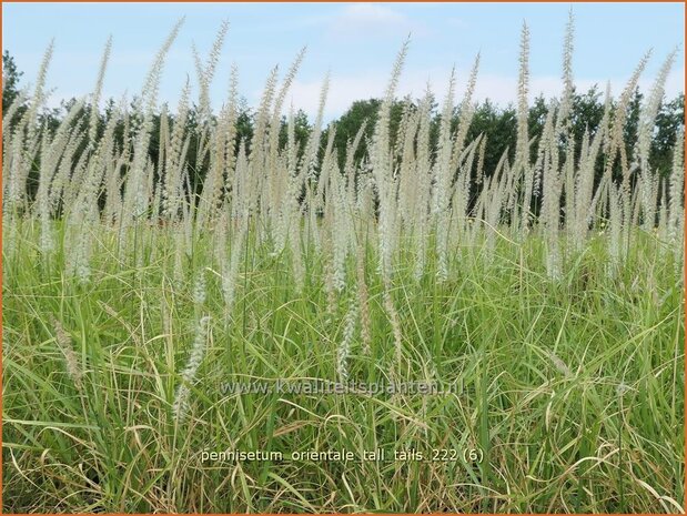 Pennisetum orientale 'Tall Tails' | Lampenpoetsersgras, Borstelveergras | Orientalisches Lampenputzergras | Oriental 