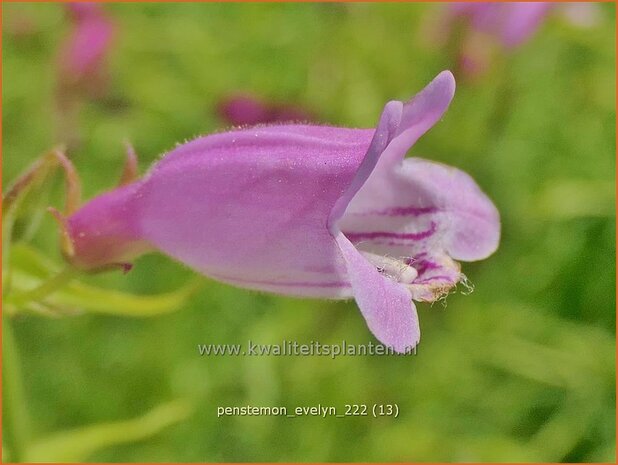 Penstemon 'Evelyn' | Slangenkop, Schildpadbloem | Bartfaden | Beardtongue