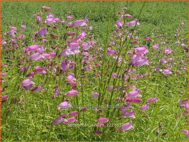 Penstemon 'Evelyn' | Slangenkop, Schildpadbloem | Bartfaden | Beardtongue