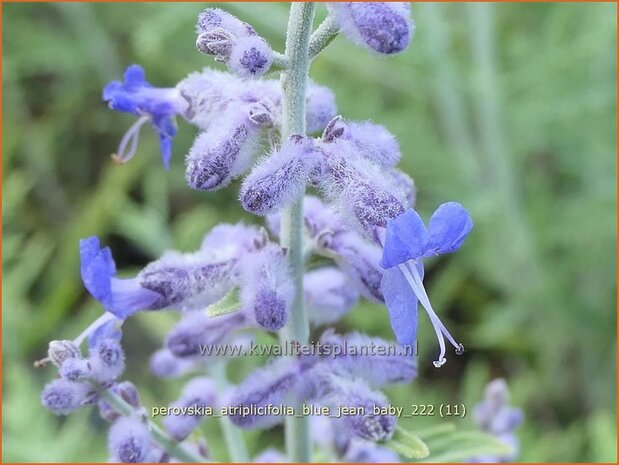 Perovskia atriplicifolia 'Blue Jean Baby' | Russische salie, Blauwspirea, Reuzenlavendel | Meldeblättrige 