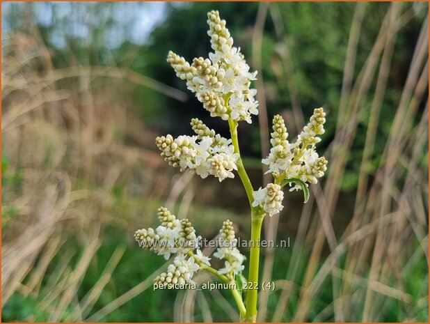 Persicaria alpinum | Alpenduizendknoop, Duizendknoop | Alpenknöterich | Knotweed