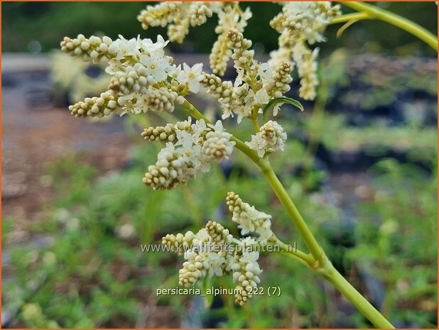 Persicaria alpinum | Alpenduizendknoop, Duizendknoop | Alpenknöterich | Knotweed