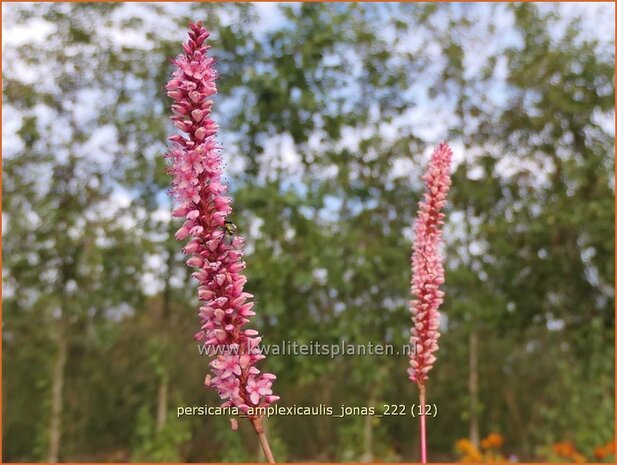 Persicaria amplexicaulis 'Jonas' | Doorgroeide duizendknoop, Adderwortel, Duizendknoop | Kerzenkn&ouml;terich |
