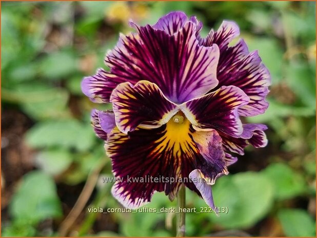 Viola cornuta 'Ruffles Dark Heart' | Hoornviooltje, Viooltje | Hornveilchen | Horned Violet