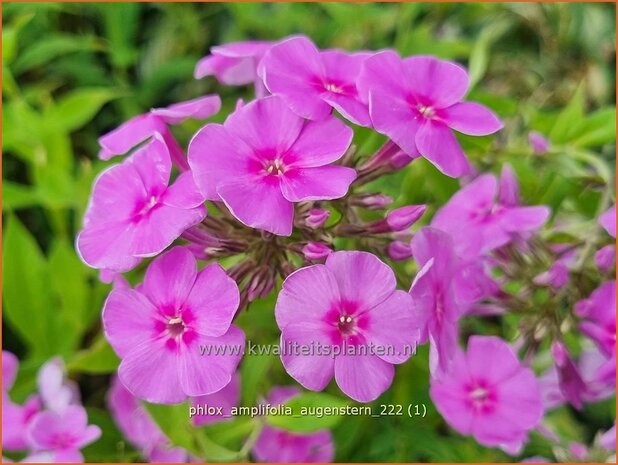 Phlox amplifolia 'Augenstern' | Grootbladige vlambloem, Vlambloem, Flox, Floks | Großblättrige Flammenblume | Large