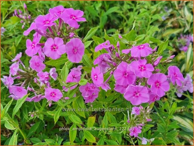 Phlox amplifolia 'Augenstern' | Grootbladige vlambloem, Vlambloem, Flox, Floks | Großblättrige Flammenblume | Large