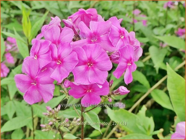 Phlox amplifolia 'Winnetou' | Grootbladige vlambloem, Vlambloem, Flox, Floks | Großblättrige Flammenblume | Large-L