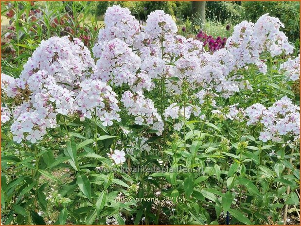 Phlox 'Nirvana' | Hoge vlambloem, Vlambloem, Flox, Floks | Hohe Flammenblume | Border Phlox