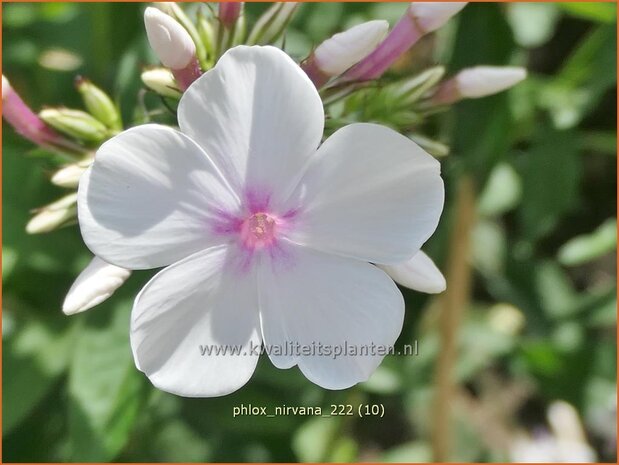 Phlox 'Nirvana' | Hoge vlambloem, Vlambloem, Flox, Floks | Hohe Flammenblume | Border Phlox