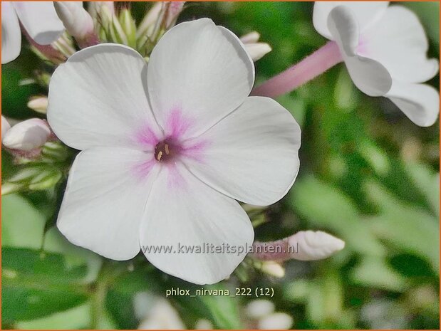 Phlox 'Nirvana' | Hoge vlambloem, Vlambloem, Flox, Floks | Hohe Flammenblume | Border Phlox