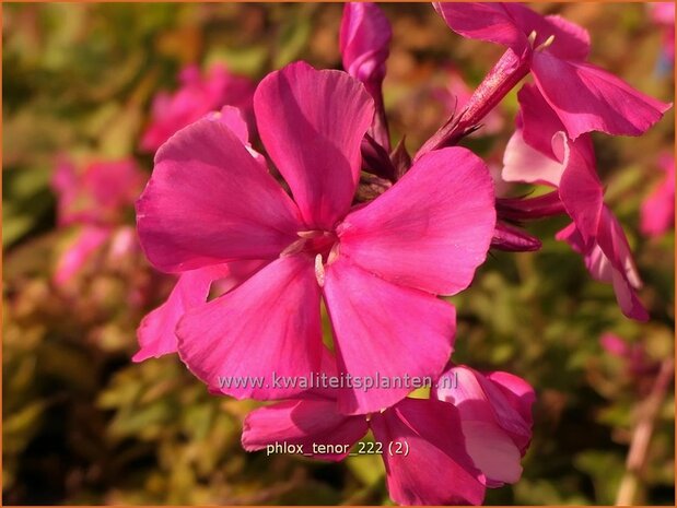 Phlox 'Tenor' | Hoge vlambloem, Vlambloem, Flox, Floks | Hohe Flammenblume | Border Phlox