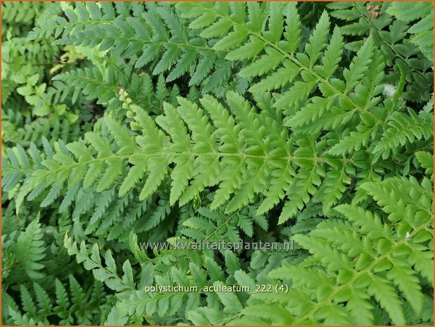 Polystichum aculeatum | Stijve naaldvaren, Naaldvaren | Dorniger Schildfarn | Hard Shield Fern
