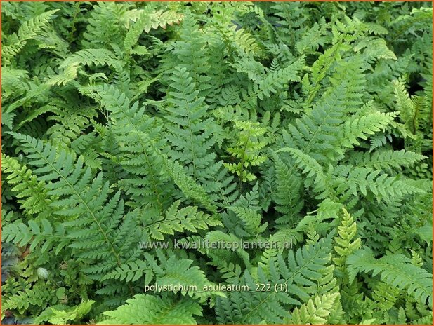 Polystichum aculeatum | Stijve naaldvaren, Naaldvaren | Dorniger Schildfarn | Hard Shield Fern