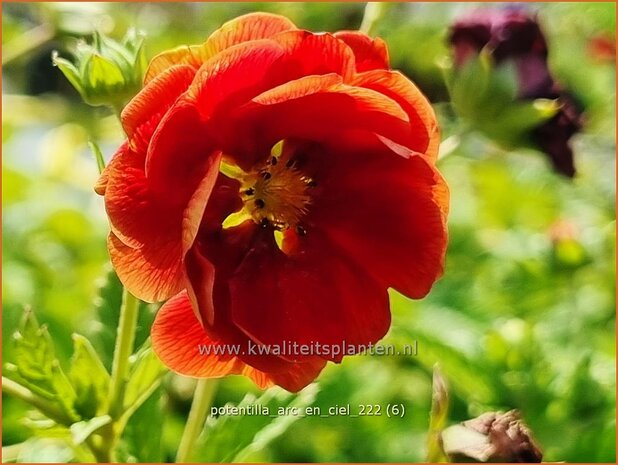 Potentilla 'Arc-en-Ciel' | Ganzerik | Fingerkraut | Cinquefoil