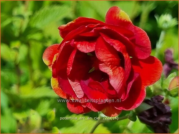 Potentilla 'Arc-en-Ciel' | Ganzerik | Fingerkraut | Cinquefoil