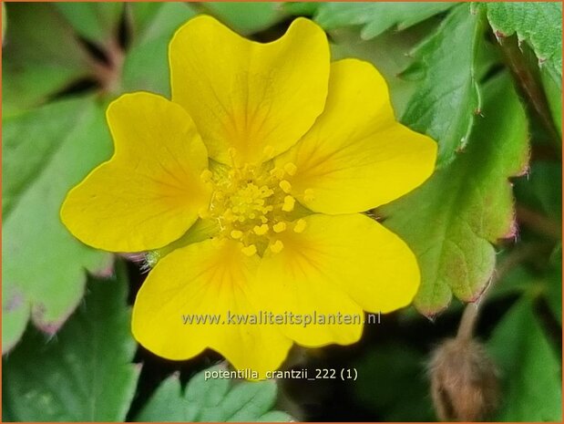 Potentilla crantzii | Ganzerik | Zottiges Fingerkraut | Alpine Cinquefoil