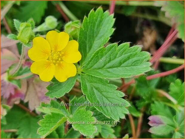 Potentilla crantzii | Ganzerik | Zottiges Fingerkraut | Alpine Cinquefoil