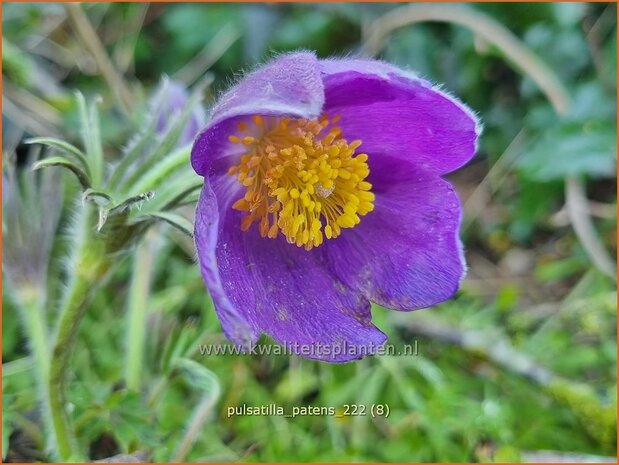 Pulsatilla patens | Wildemanskruid, Pelsanemoon | Finger-Kuhschelle | Eastern Pasque Flower