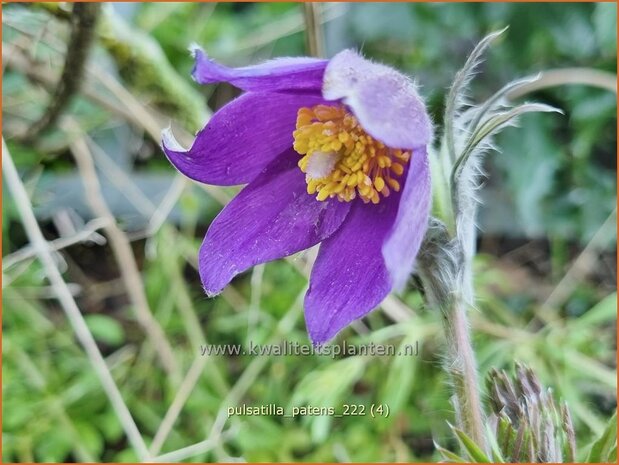 Pulsatilla patens | Wildemanskruid, Pelsanemoon | Finger-Kuhschelle | Eastern Pasque Flower