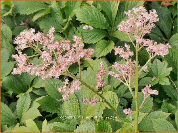 Rodgersia 'Die Anmutige' | Schout-bij-nacht, Kijkblad | Schaublatt | Rodger's Flower