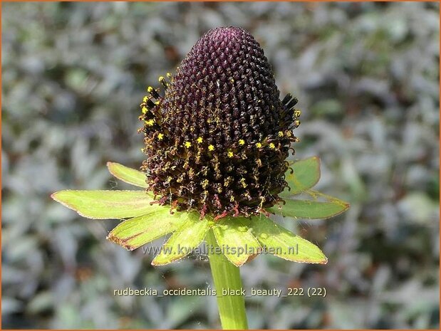 Rudbeckia occidentalis 'Black Beauty' | Zonnehoed | Westlicher Sonnenhut | Western Coneflower