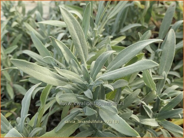 Salvia lavandulifolia | Lavendelsalie, Salie, Salvia | Lavendelblättriger Salbei | Lavender Leaf Sage