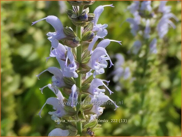 Salvia nemorosa 'Bumblesky' | Bossalie, Salie, Salvia | Steppensalbei | Woodland Sage
