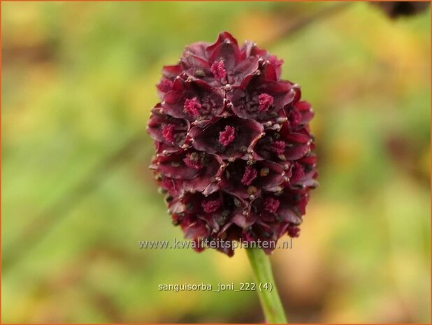 Sanguisorba 'Joni' | Pimpernel, Sorbenkruid | Wiesenknopf | Burnet