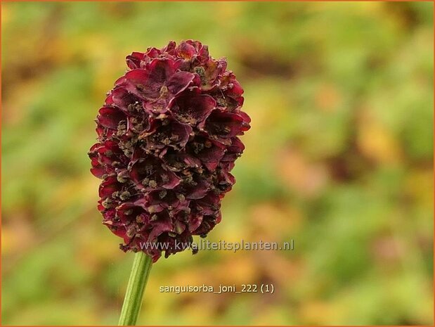 Sanguisorba 'Joni' | Pimpernel, Sorbenkruid | Wiesenknopf | Burnet