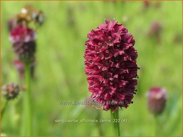 Sanguisorba officinalis 'Tanna' | Grote pimpernel, Sorbenkruid, Pimpernel | Großer Wiesenknopf | Greater Burnet