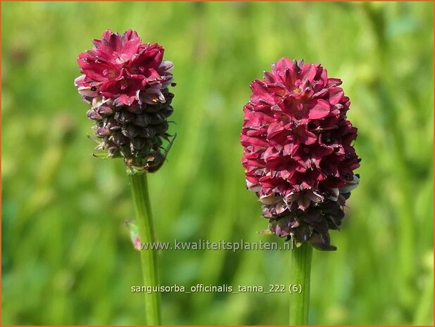 Sanguisorba officinalis 'Tanna' | Grote pimpernel, Sorbenkruid, Pimpernel | Großer Wiesenknopf | Greater Burnet