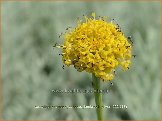 Santolina chamaecyparissus 'Lambrook Silver' | Cipressenkruid, Heiligenbloem | Silbriges Heiligenkraut | Gray Santoli