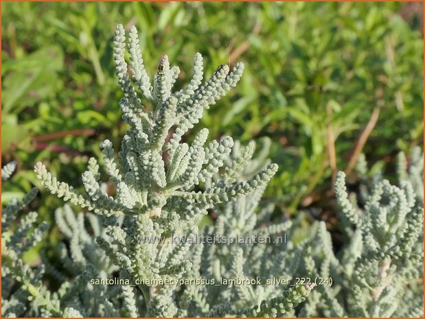 Santolina chamaecyparissus 'Lambrook Silver' | Cipressenkruid, Heiligenbloem | Silbriges Heiligenkraut | Gray Santoli