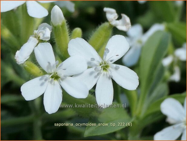 Saponaria ocymoides 'Snow Tip' | Muurzeepkruid, Zeepkruid | Polster-Seifenkraut | Rock Soapwort