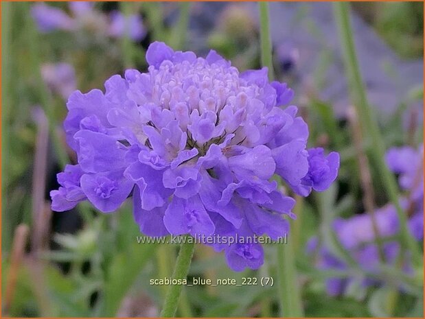 Scabiosa 'Blue Note' | Duifkruid, Schurftkruid | Tauben-Skabiose | Pigeon's Scabious