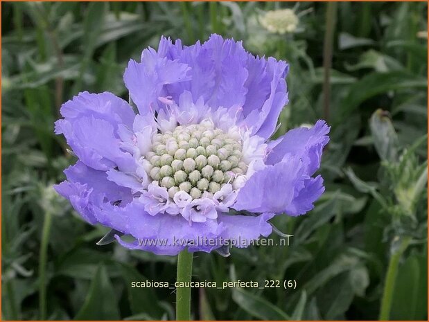 Scabiosa caucasica 'Perfecta' | Kaukasisch duifkruid, Duifkruid, Schurftkruid | Kaukasus Grindkraut | Sweet Scabious