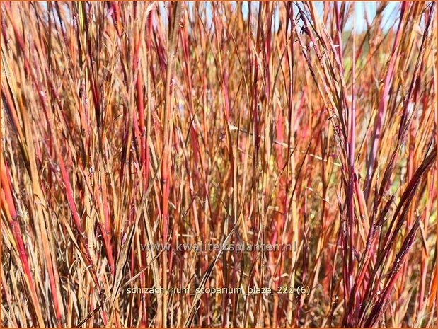 Schizachyrium scoparium 'Blaze' | Klein prairiegras | Kleines Präriegras | Little Bluestem