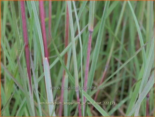 Schizachyrium scoparium 'JS Red Frost' | Klein prairiegras | Kleines Präriegras | Little Bluestem