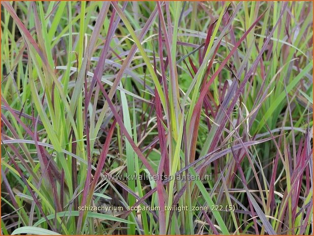 Schizachyrium scoparium 'Twilight Zone' | Klein prairiegras | Kleines Präriegras | Little Bluestem