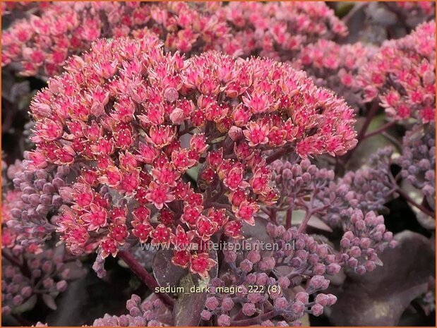 Sedum 'Dark Magic' | Hemelsleutel, Vetkruid | Fettblatt | Stonecrop