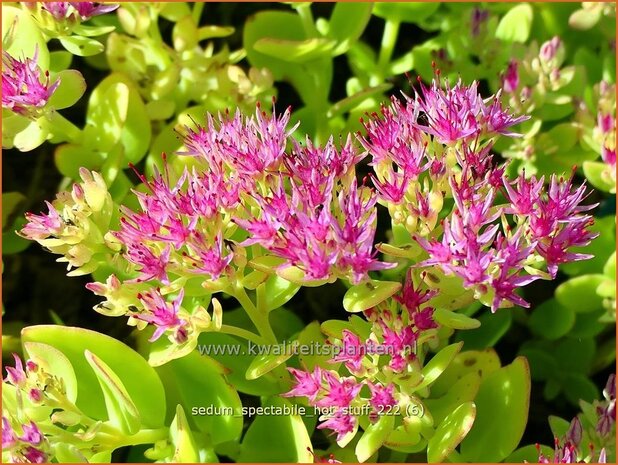Sedum spectabile 'Hot Stuff' | Hemelsleutel, Vetkruid | Ansehnliches Fettblatt | Showy Stonecrop