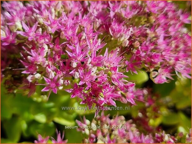 Sedum spectabile 'Lisa' | Hemelsleutel, Vetkruid | Ansehnliches Fettblatt | Showy Stonecrop