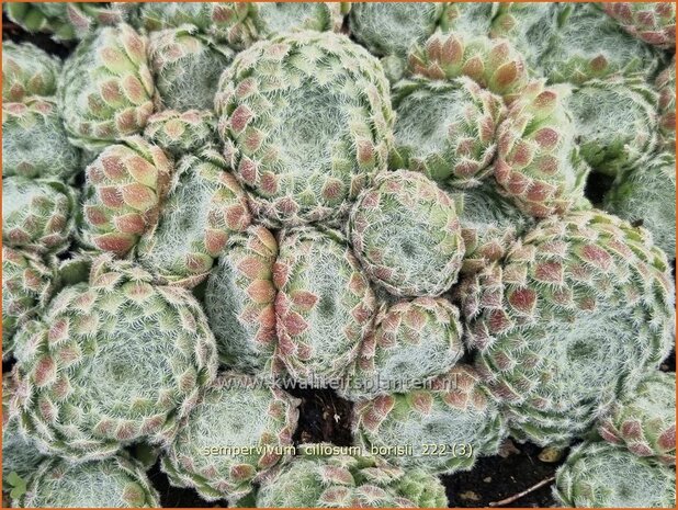 Sempervivum ciliosum borisii | Huislook, Donderblad | Bewimperte Kugel-Steinrose | Teneriffe Houseleek