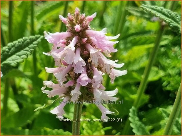 Stachys 'Summer Sweets' | Andoorn | Ziest | Hedge Nettle