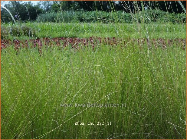 Stipa ichu | Peruviaans vedergras, Vedergras | Peruanisches Federgras | Peruvian Feather Grass