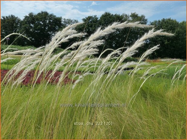 Stipa ichu | Peruviaans vedergras, Vedergras | Peruanisches Federgras | Peruvian Feather Grass