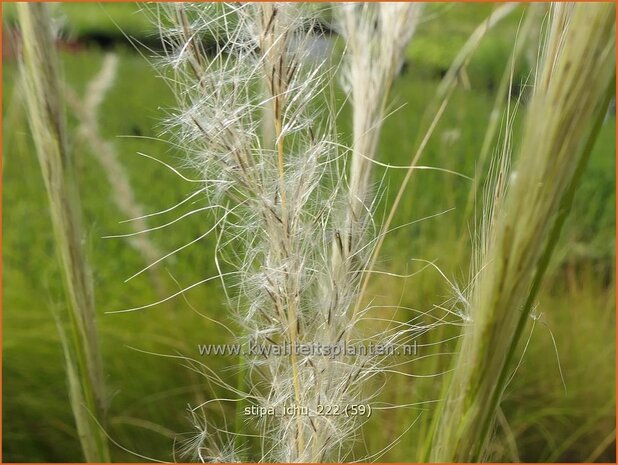 Stipa ichu | Peruviaans vedergras, Vedergras | Peruanisches Federgras | Peruvian Feather Grass