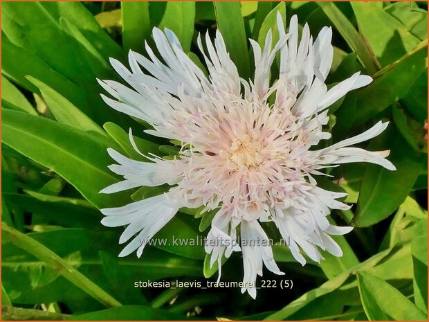 Stokesia laevis 'Träumerei' | Korenbloemaster | Kornblumenaster | Cornflower Aster