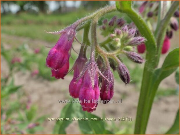 Symphytum officinale 'Moulin Rouge' | Gewone smeerwortel, Smeerwortel | Gewöhnlicher Beinwell | Common Com